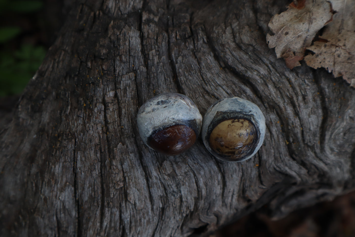 Dry Preserved Coyote Eyeballs