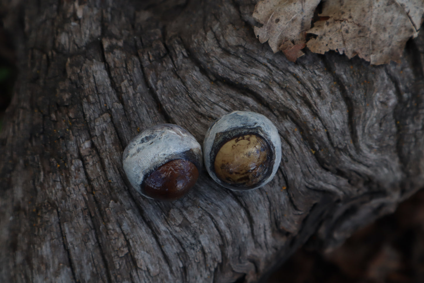 Dry Preserved Coyote Eyeballs
