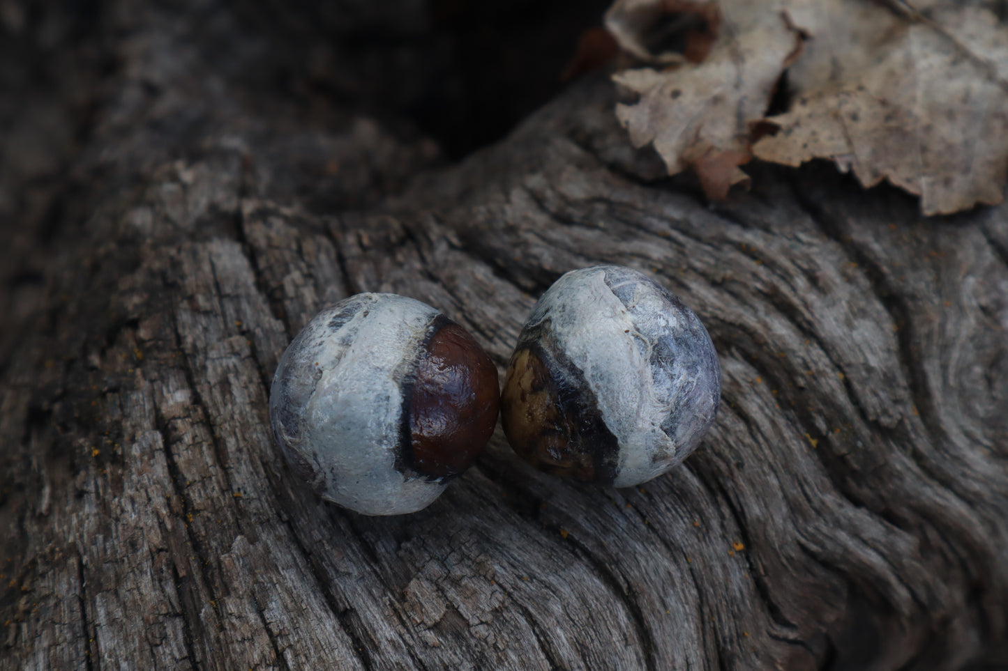 Dry Preserved Coyote Eyeballs