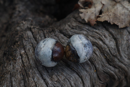 Dry Preserved Coyote Eyeballs