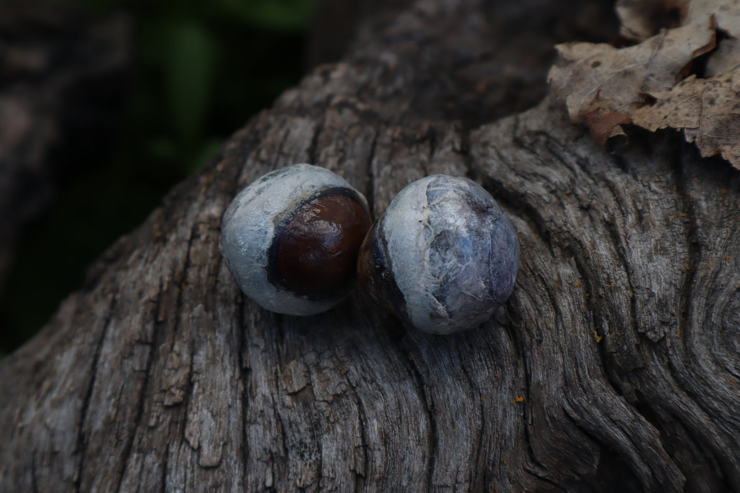Dry Preserved Coyote Eyeballs