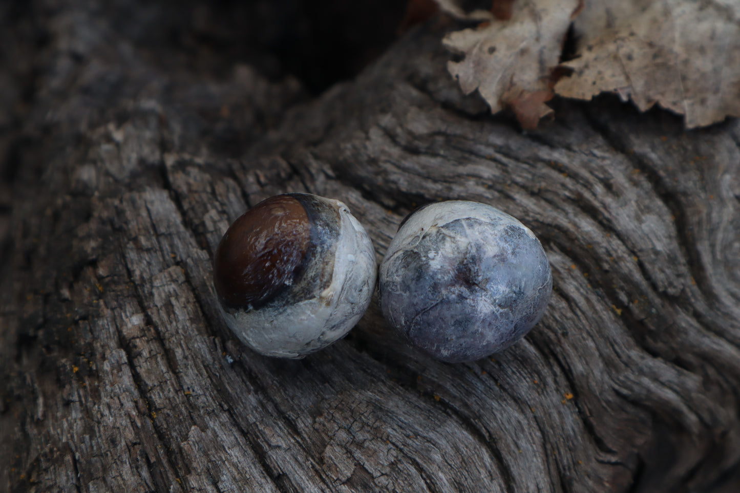 Dry Preserved Coyote Eyeballs