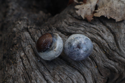 Dry Preserved Coyote Eyeballs