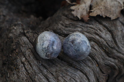 Dry Preserved Coyote Eyeballs