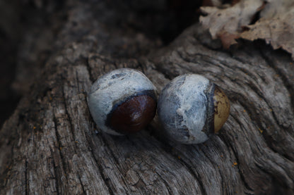 Dry Preserved Coyote Eyeballs