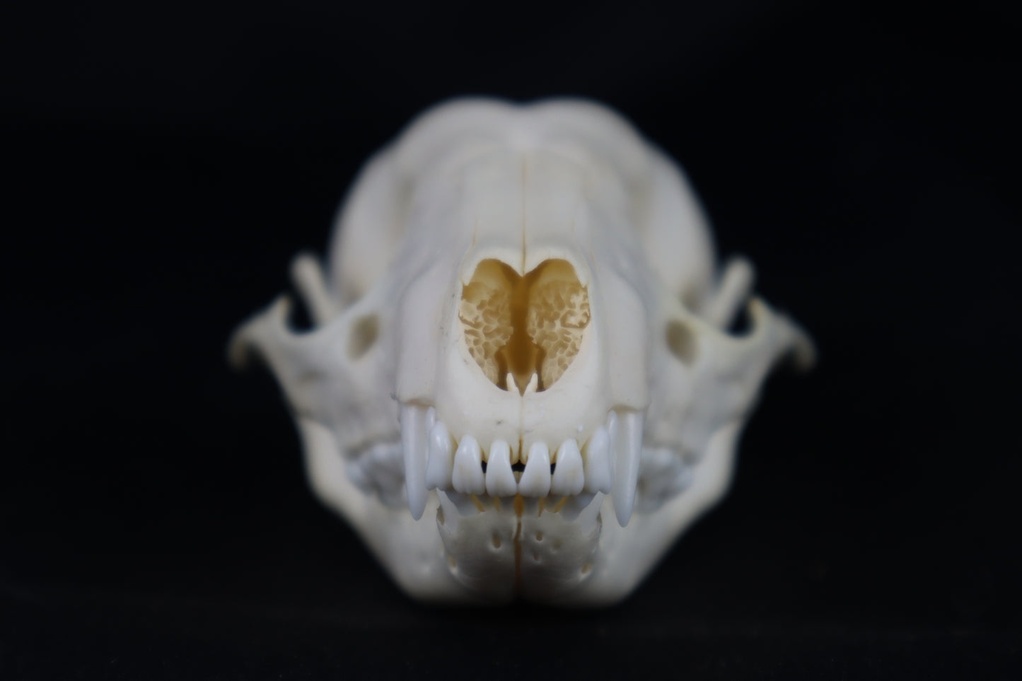 Raccoon Skull