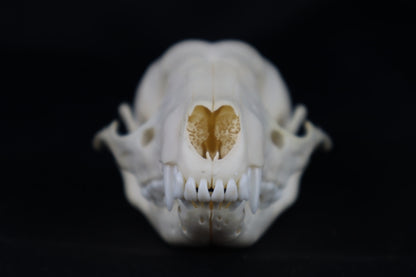 Raccoon Skull