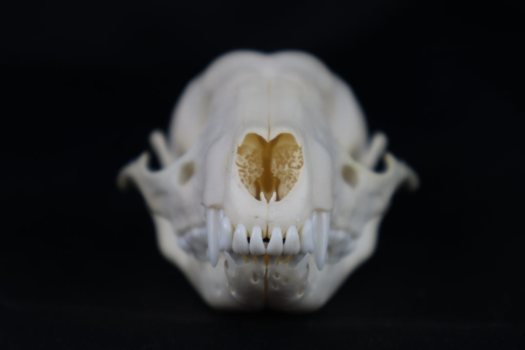 Raccoon Skull