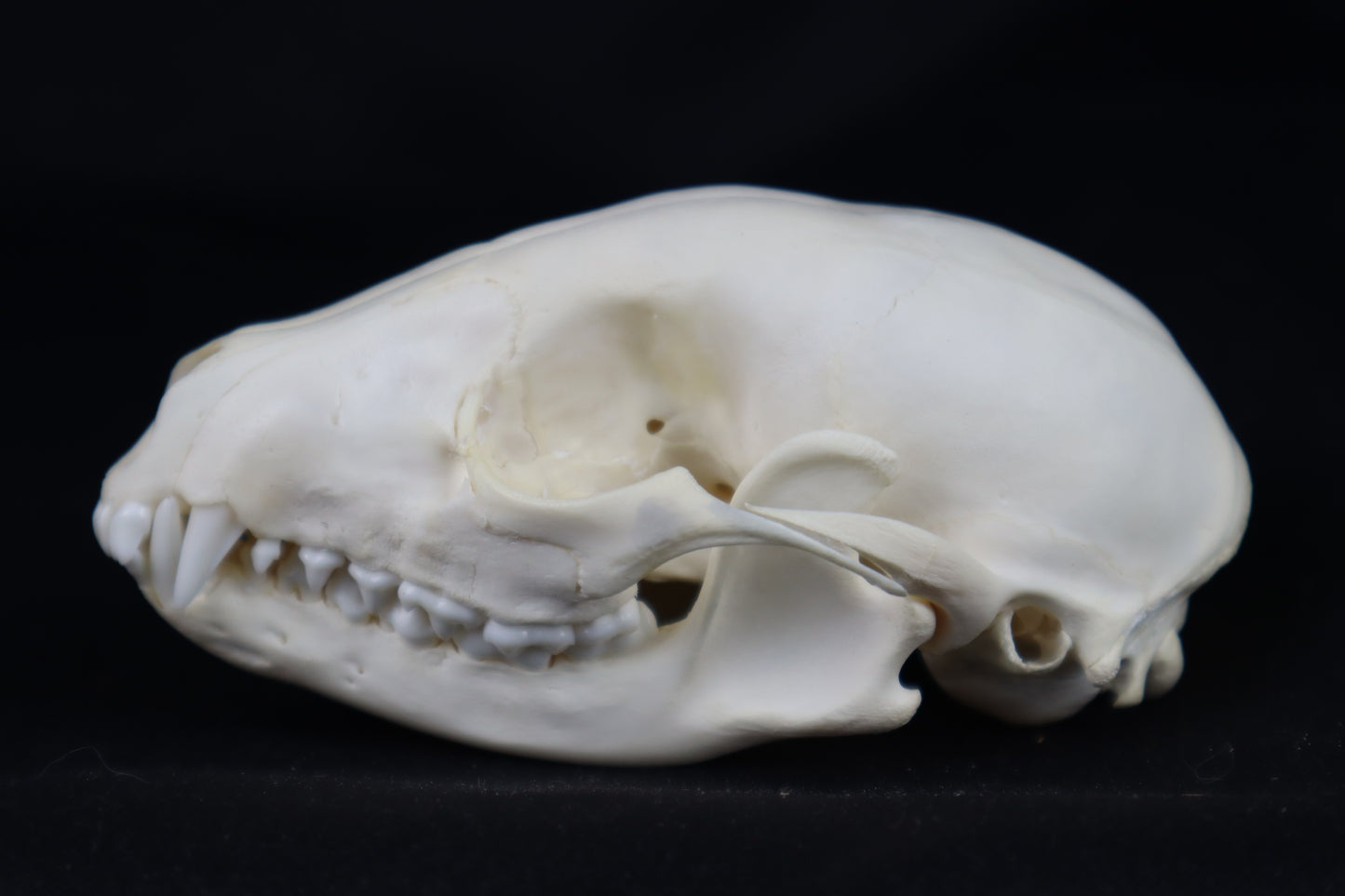 Raccoon Skull