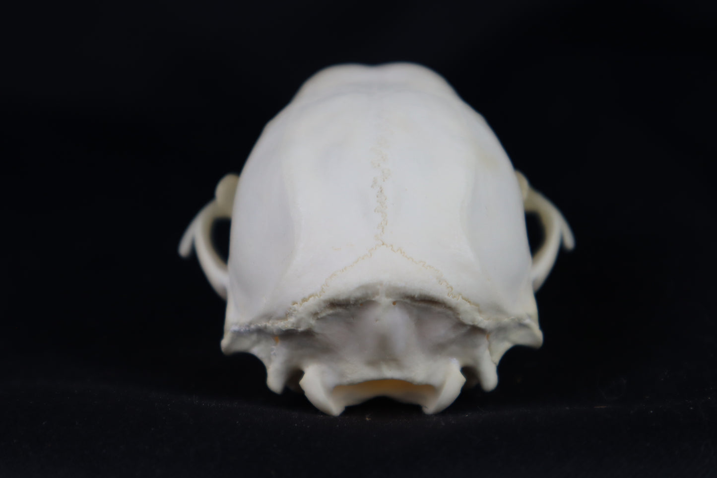 Raccoon Skull