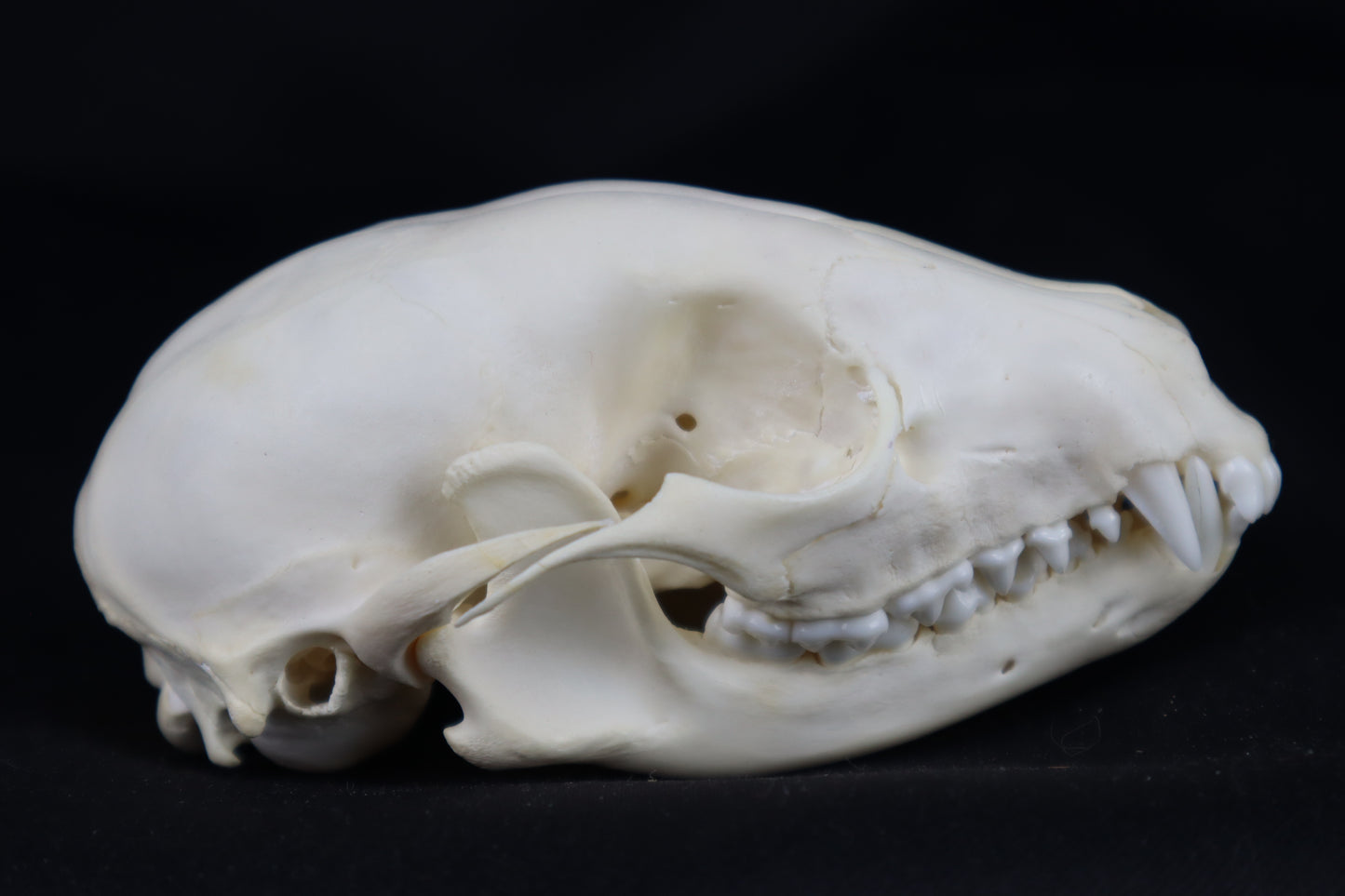 Raccoon Skull