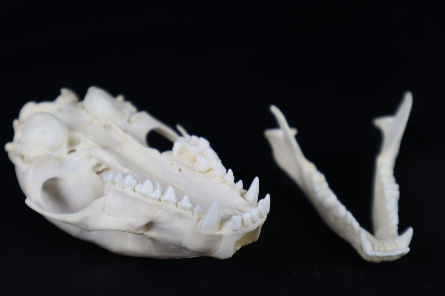 Raccoon Skull