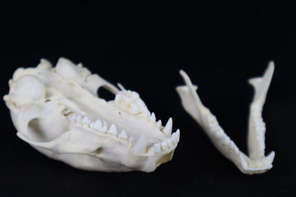 Raccoon Skull