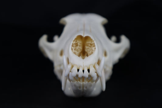 Coyote Skull