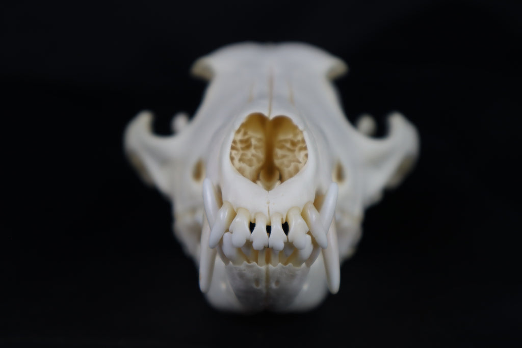 Coyote Skull