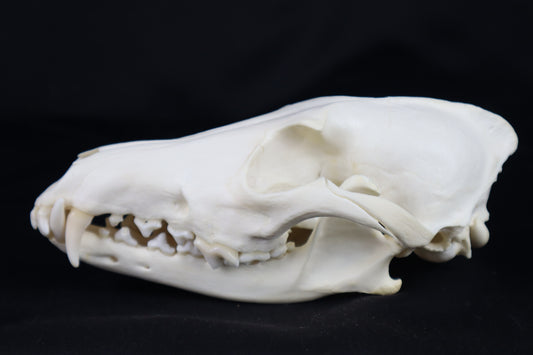 Coyote Skull