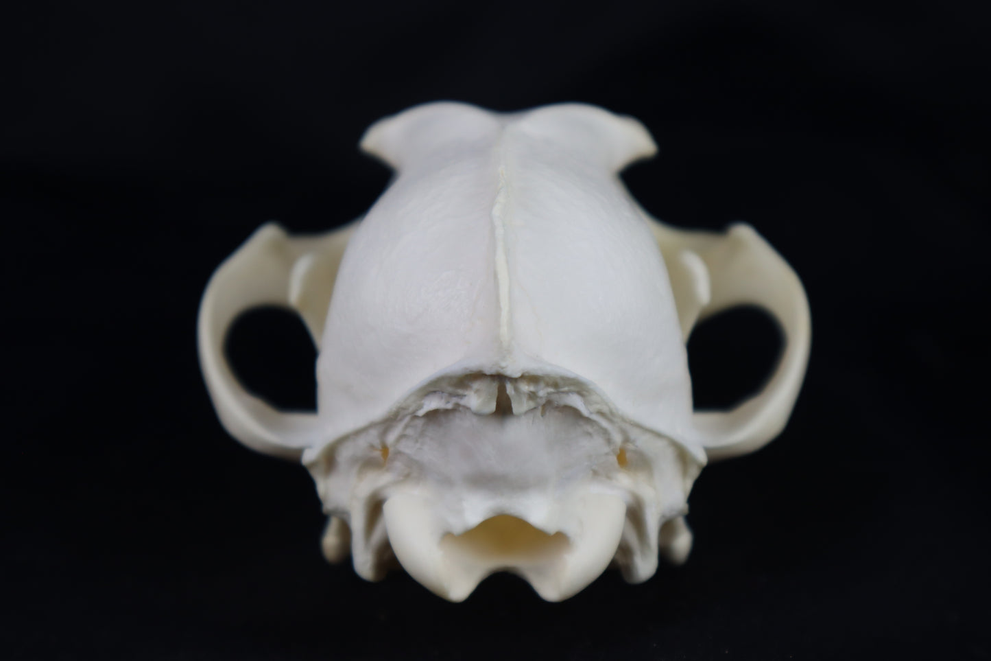 Coyote Skull