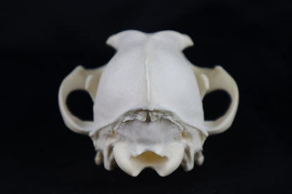Coyote Skull