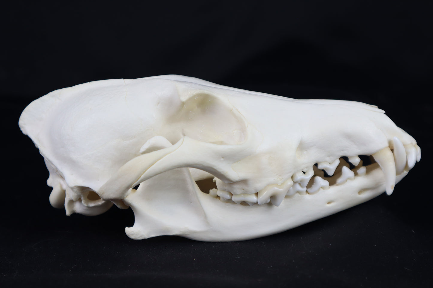 Coyote Skull