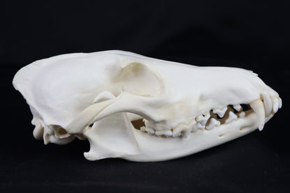 Coyote Skull