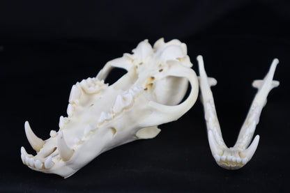 Coyote Skull