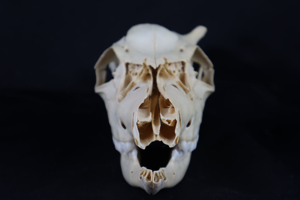 Craft Whitetail Button Buck Skull