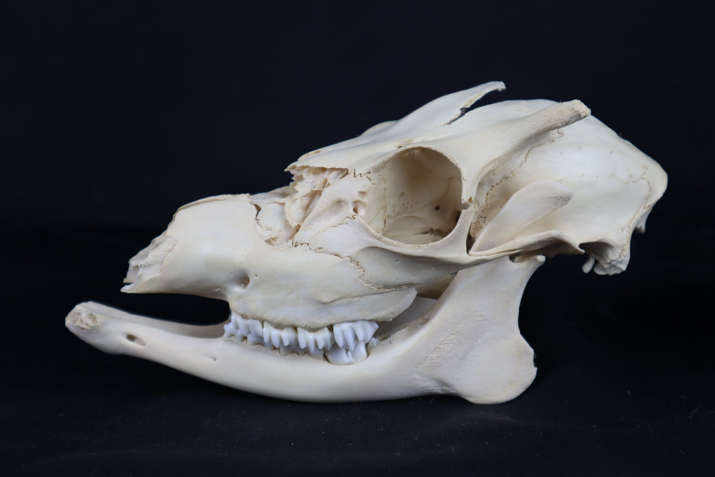 Craft Whitetail Button Buck Skull