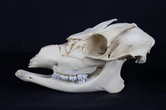 Craft Whitetail Button Buck Skull
