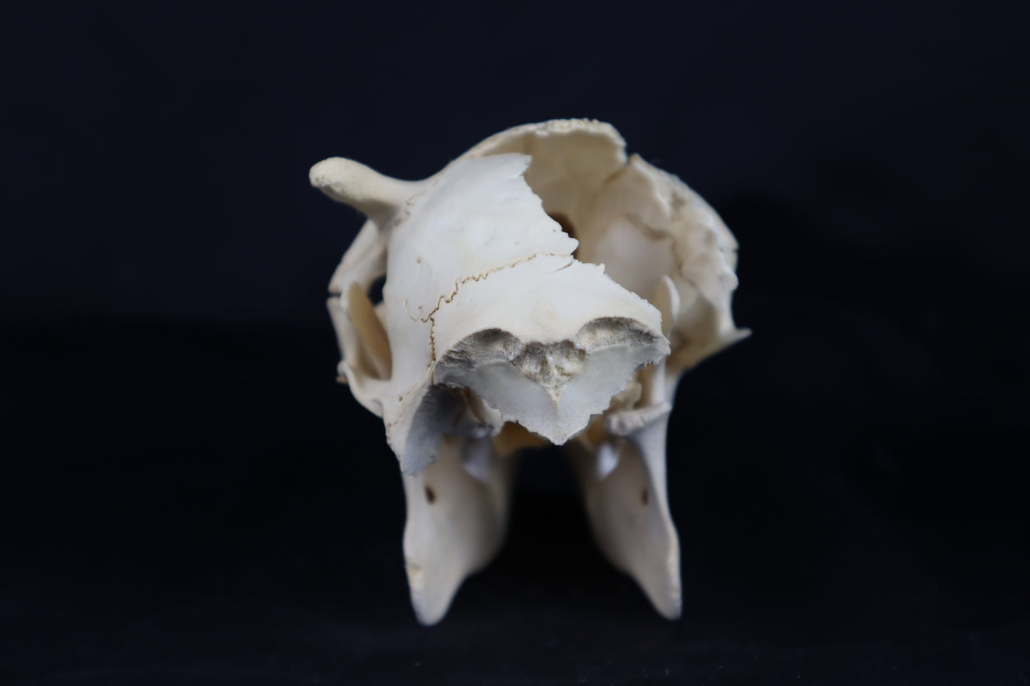 Craft Whitetail Button Buck Skull