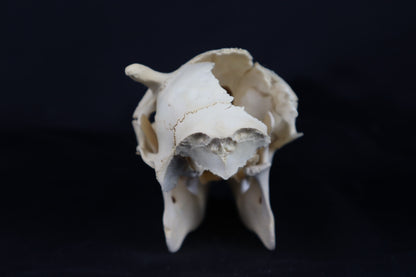 Craft Whitetail Button Buck Skull