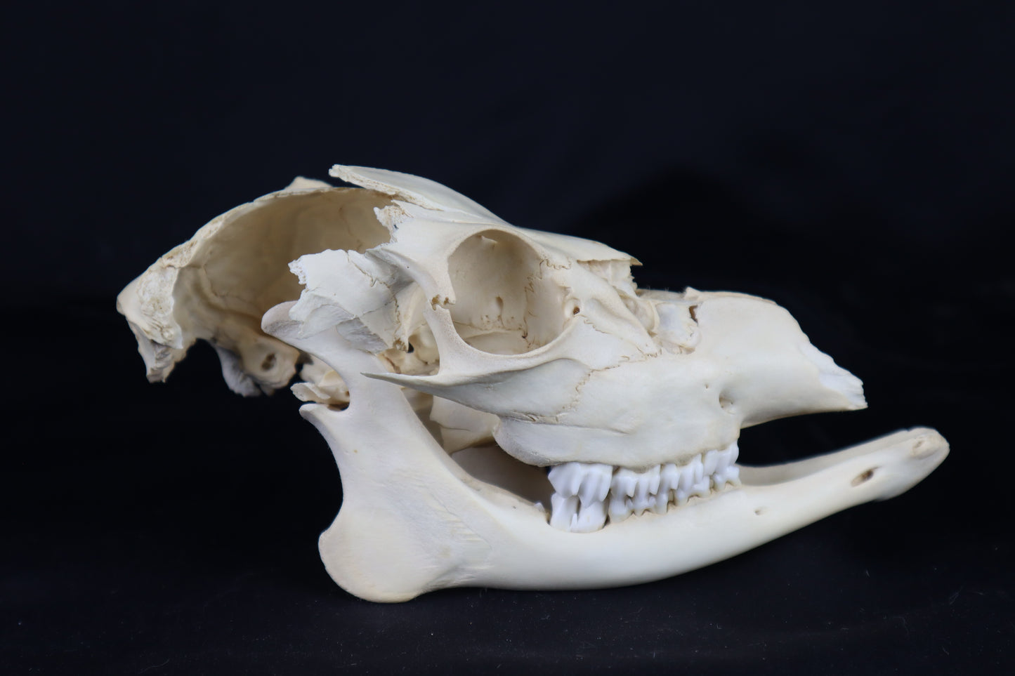 Craft Whitetail Button Buck Skull