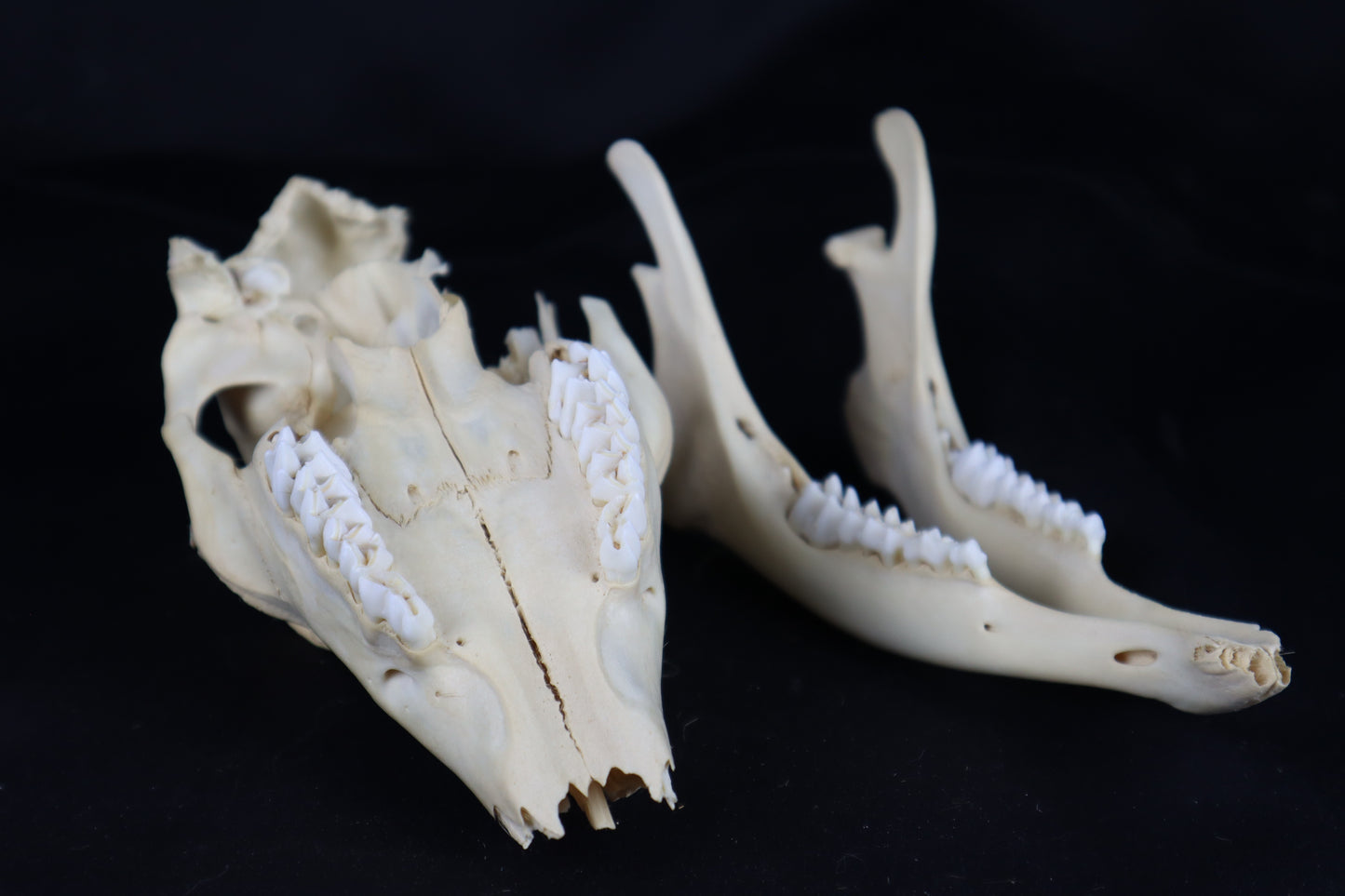 Craft Whitetail Button Buck Skull