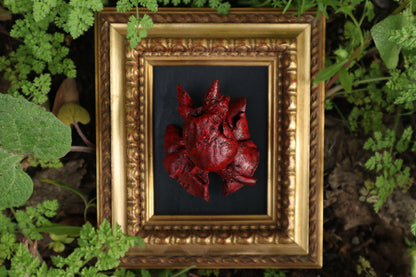 Dry Preserved Chihuahua Heart and Lung Display