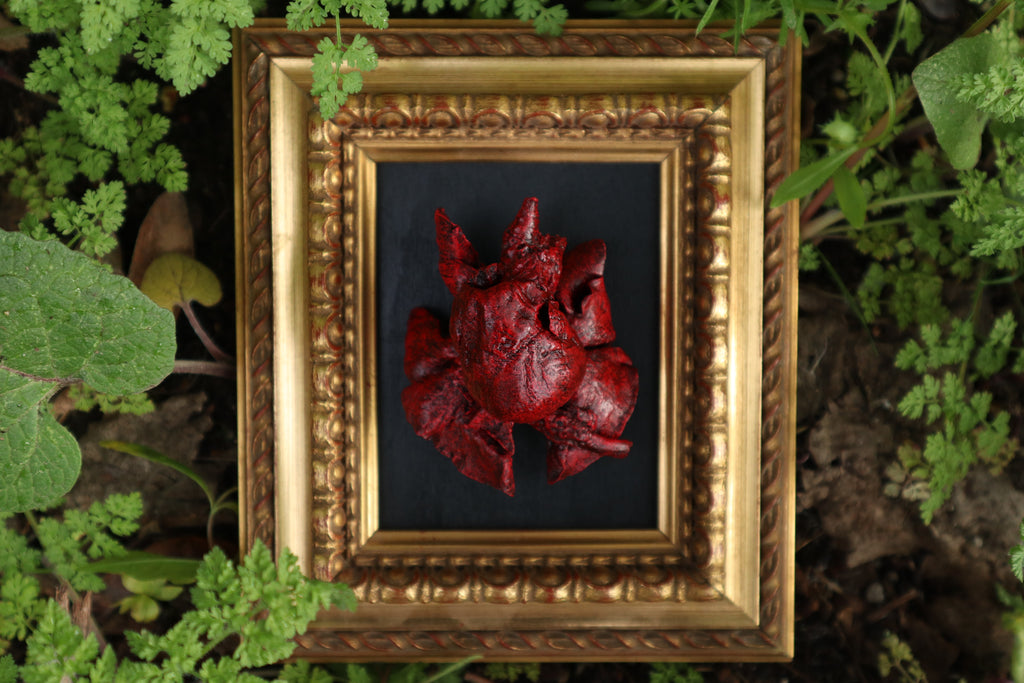 Dry Preserved Chihuahua Heart and Lung Display
