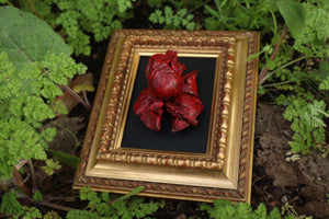 Dry Preserved Chihuahua Heart and Lung Display