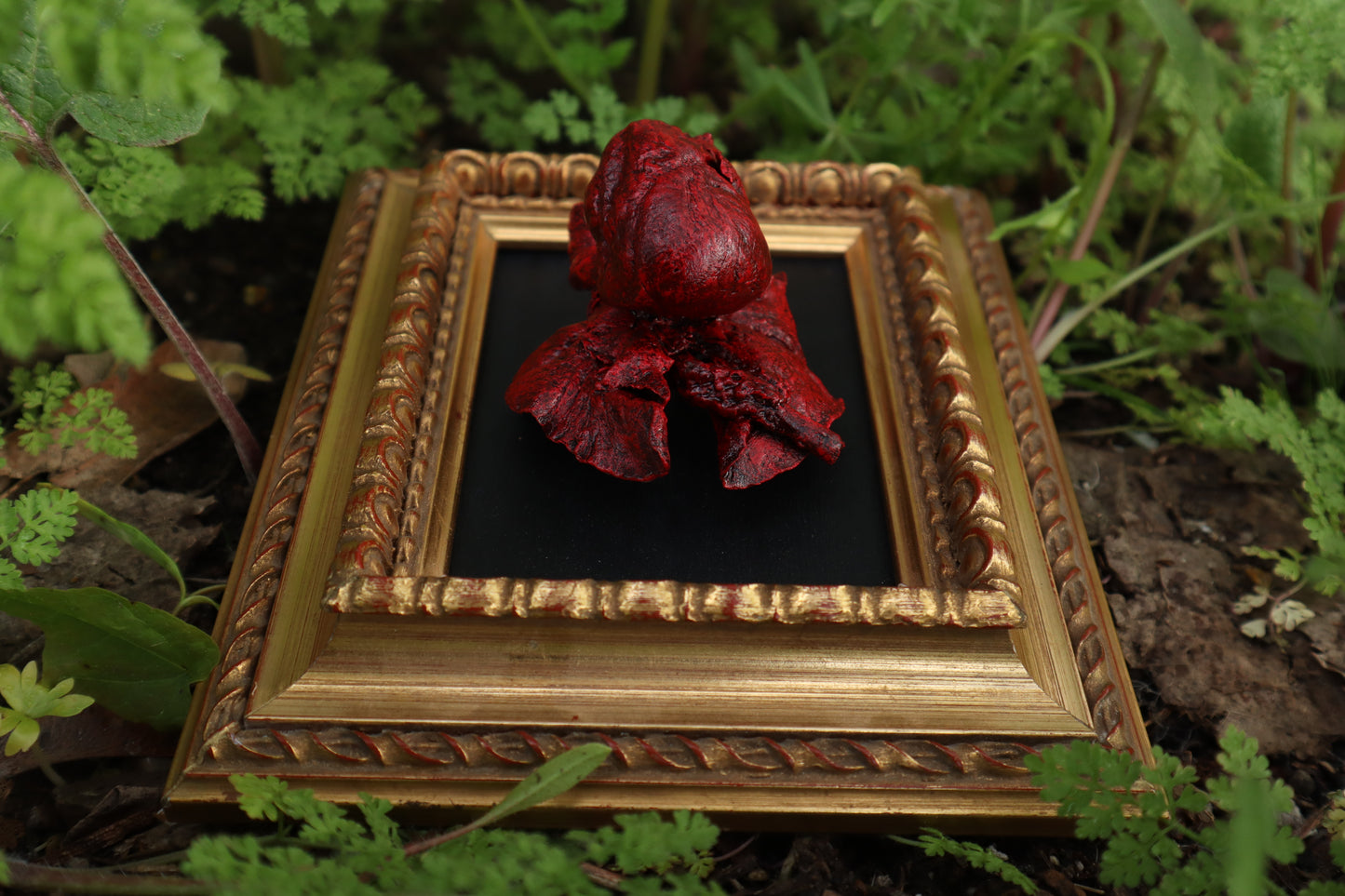 Dry Preserved Chihuahua Heart and Lung Display