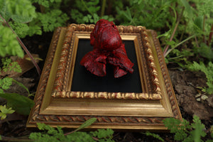 Dry Preserved Chihuahua Heart and Lung Display
