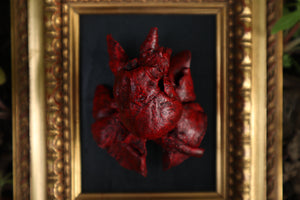 Dry Preserved Chihuahua Heart and Lung Display