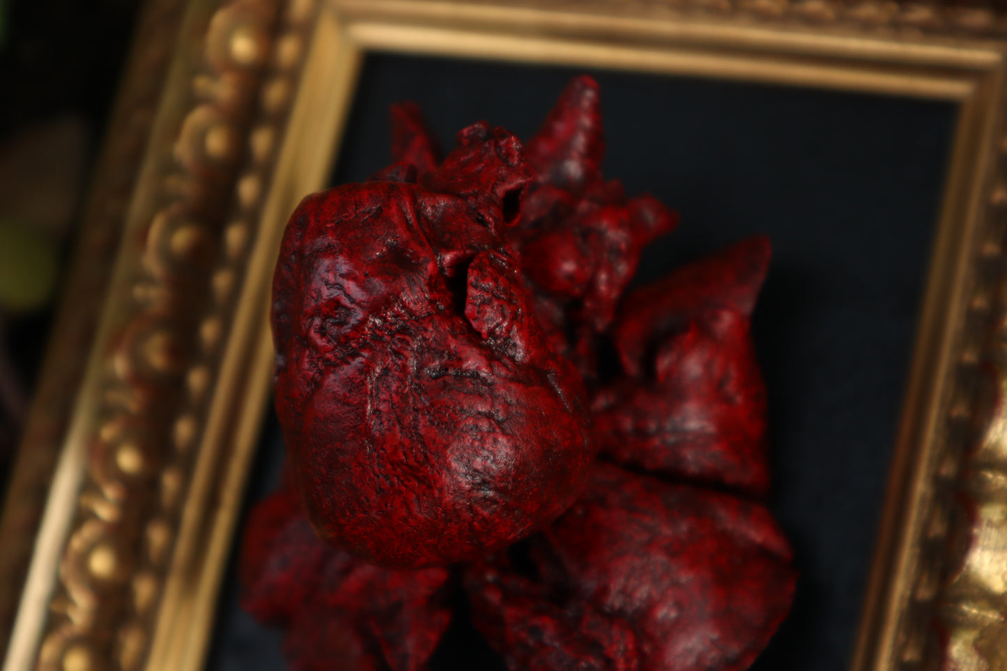 Dry Preserved Chihuahua Heart and Lung Display