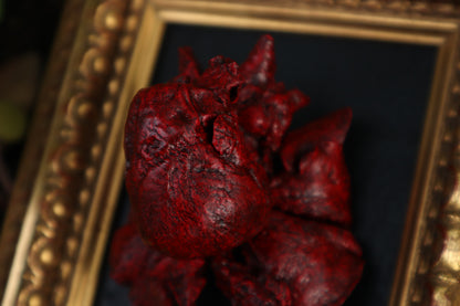 Dry Preserved Chihuahua Heart and Lung Display