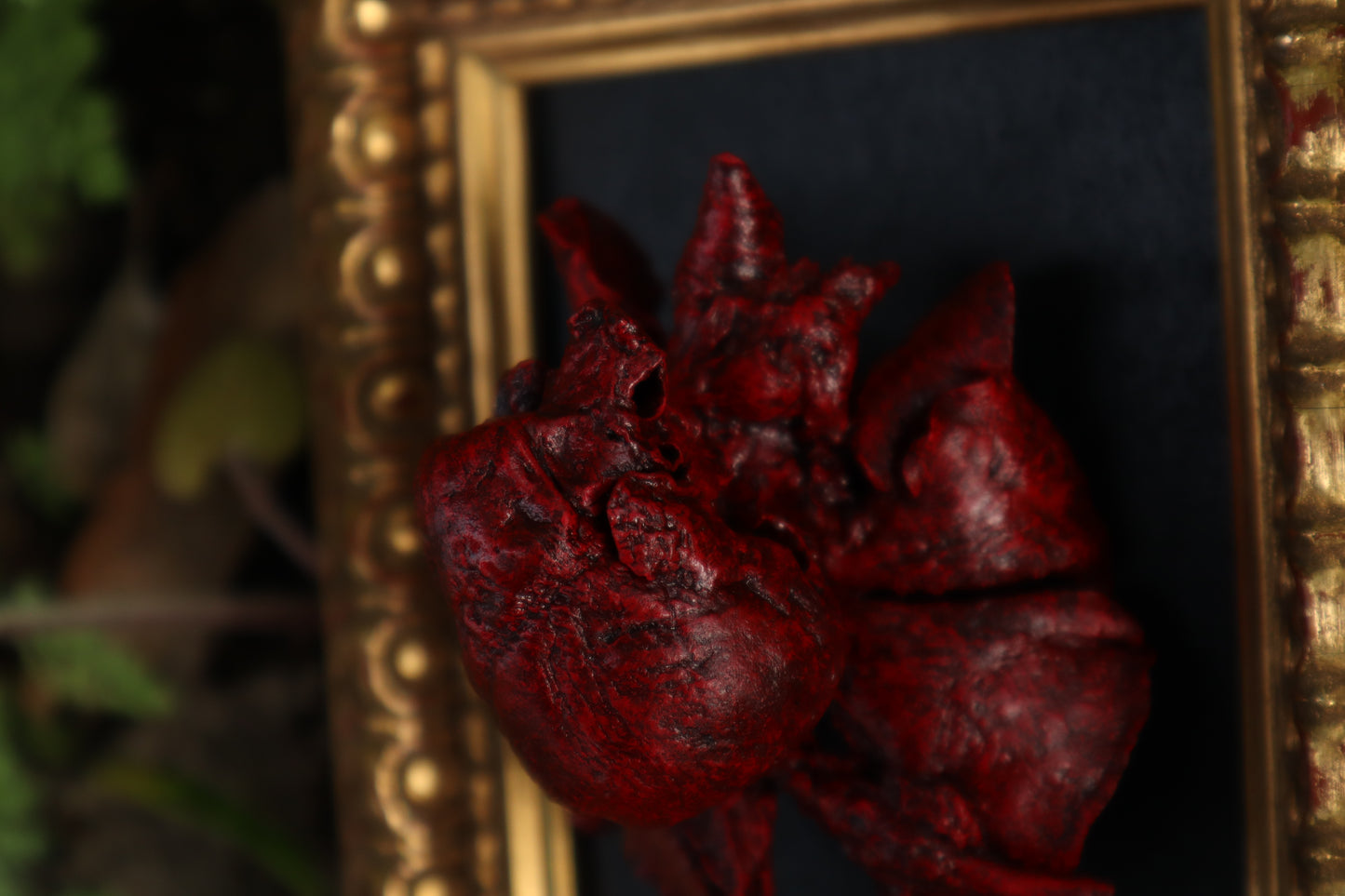 Dry Preserved Chihuahua Heart and Lung Display