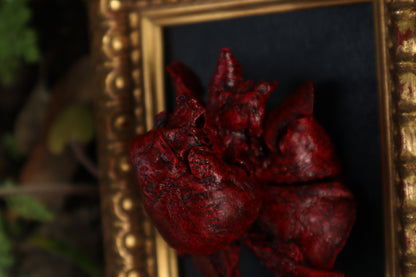 Dry Preserved Chihuahua Heart and Lung Display