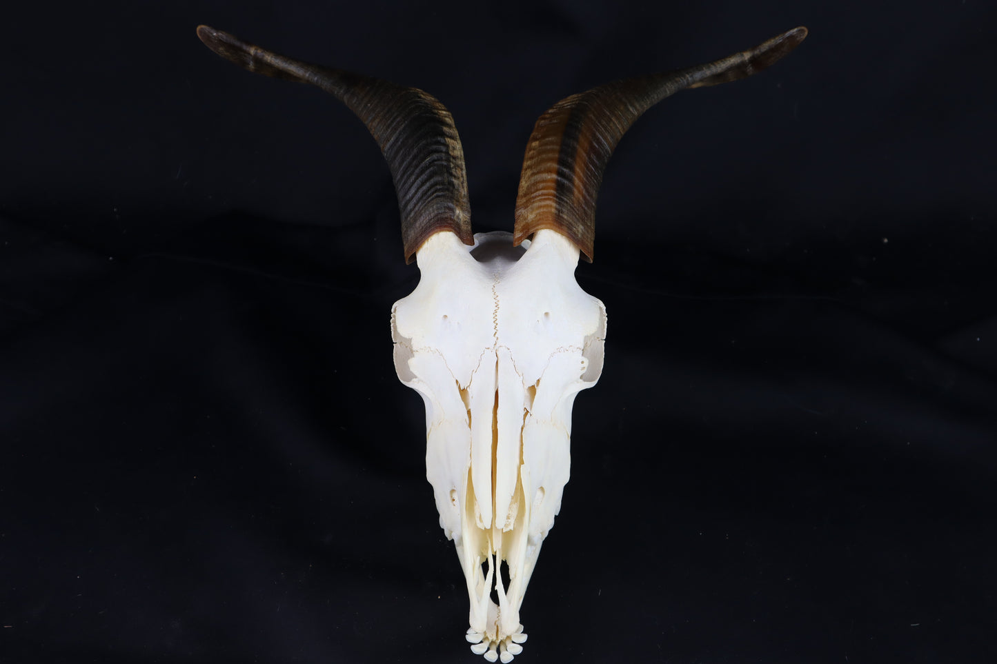 Large Horned Goat Skull