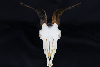 Large Horned Goat Skull