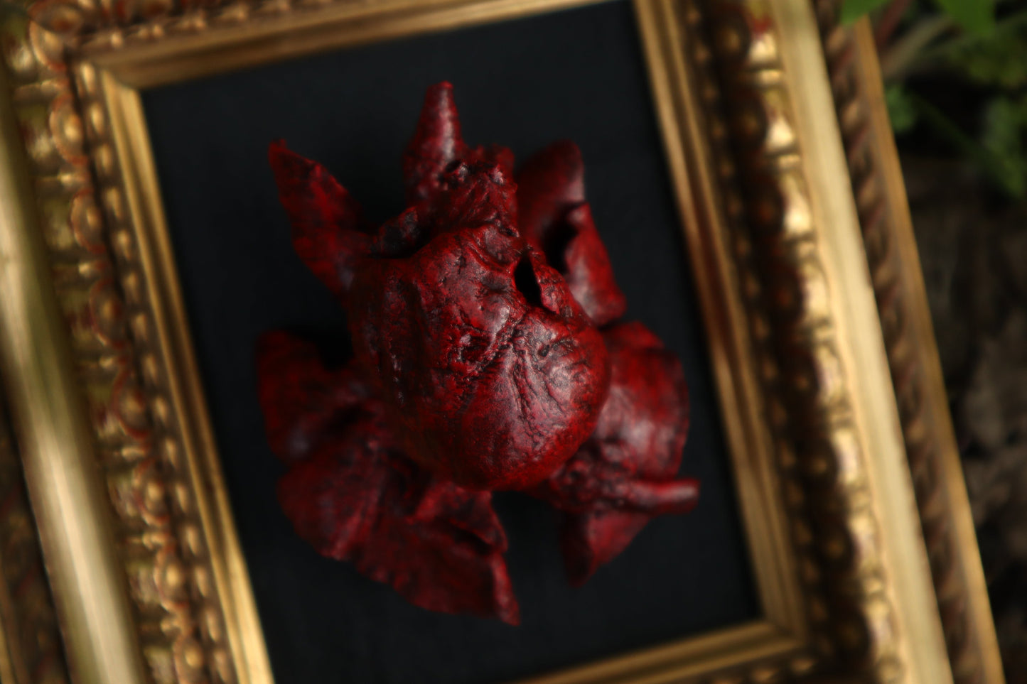 Dry Preserved Chihuahua Heart and Lung Display