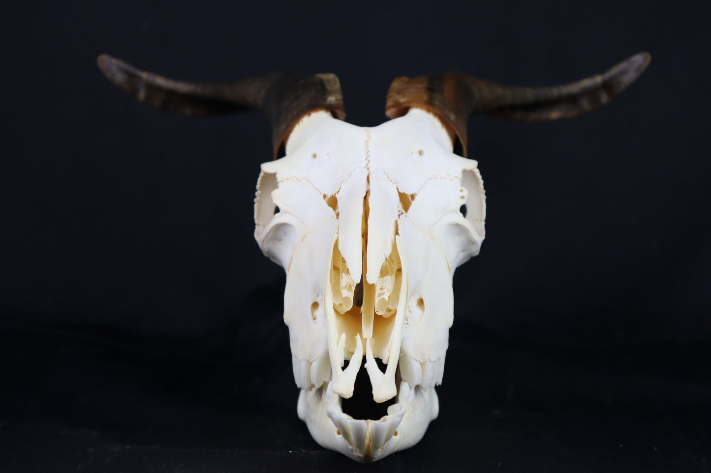 Large Horned Goat Skull