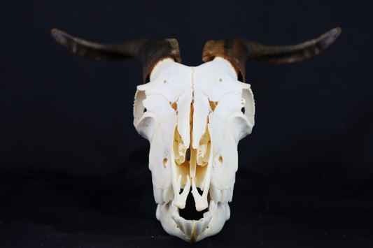 Large Horned Goat Skull