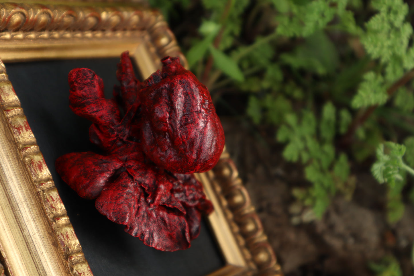 Dry Preserved Chihuahua Heart and Lung Display