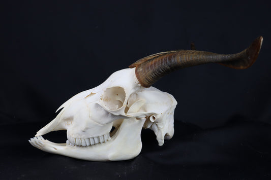 Large Horned Goat Skull