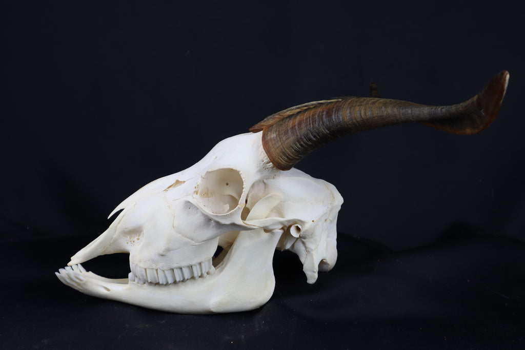 Large Horned Goat Skull